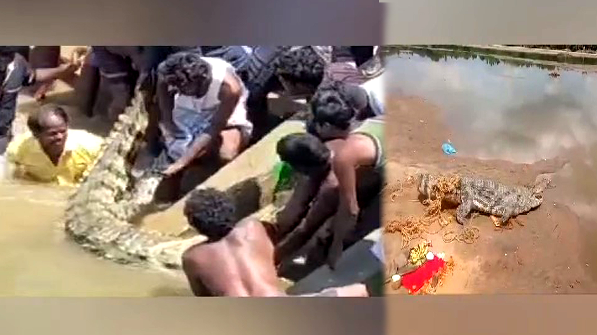 12 அடி நீளமும் 400 கிலோ எடை கொண்டராட்சத முதலையைபிடித்தகிராம மக்கள்….