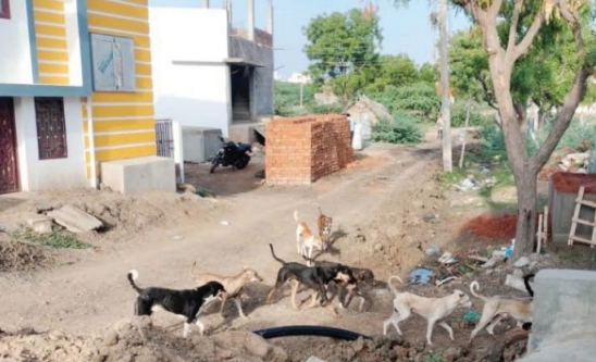 முதுகுளத்தூரில்  வெறி நாய் தொல்லை  அச்சத்தில் பொது மக்கள்!