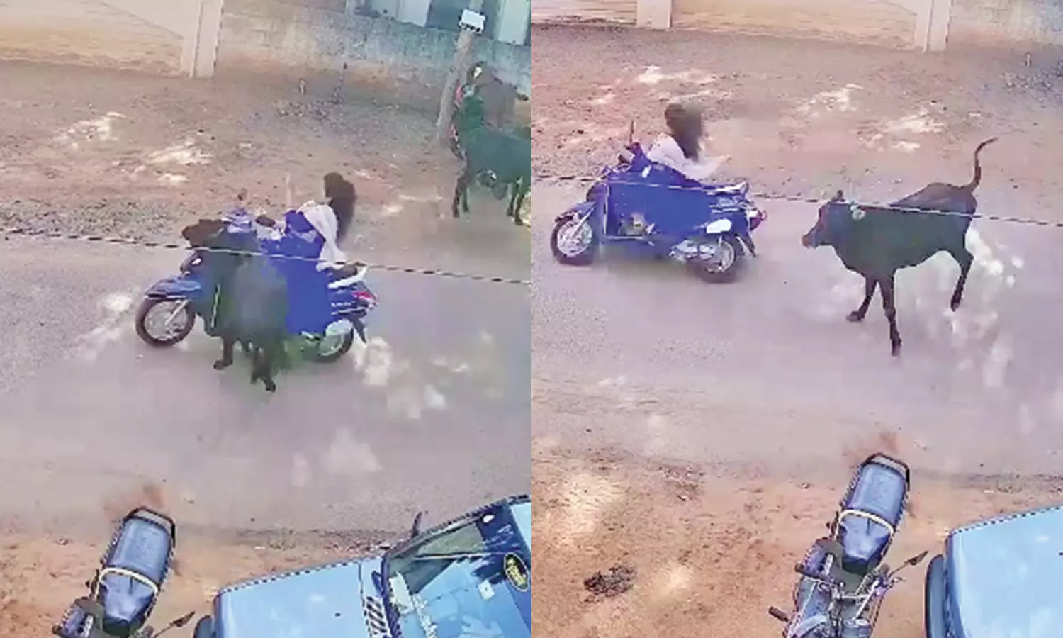 மாடு முட்டியதில் மொபட்டில் சென்ற கல்லூரி மாணவி படுகாயம்!