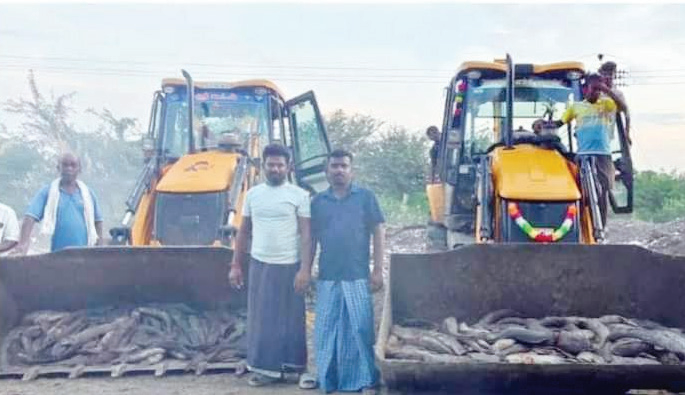 முதுகுளத்­தூர் அருகே கண்­மா­யில் கிடந்த ஆப்பிரிக்க  கெளுத்தி மீன்­கள் அழிப்பு!