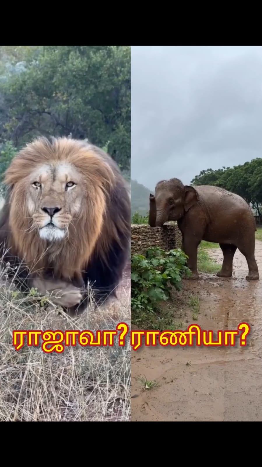 ராஜாவா? ராணியா? Shorts