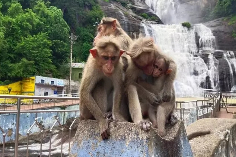 குற்றாலத்தில் குரங்கு பறித்து சென்ற சாவியை நூதன முறையில் மீட்ட போலீஸ்காரர்!